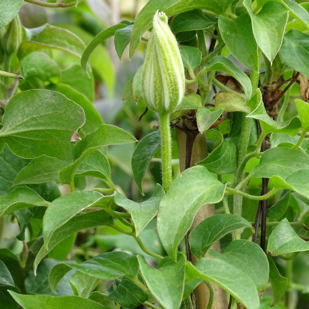 Clématite - Clematis Andromeda