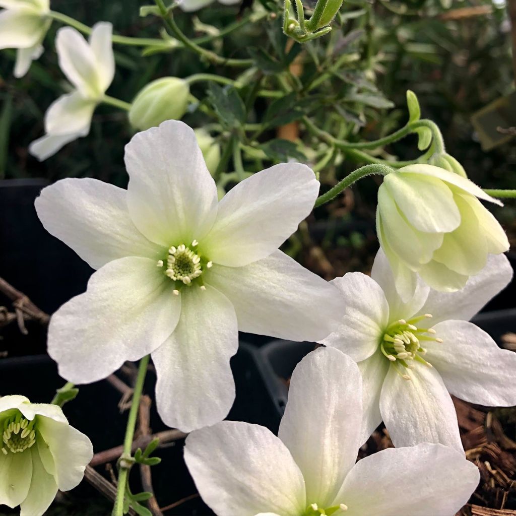 Clématite - Clematis Avalanche® 