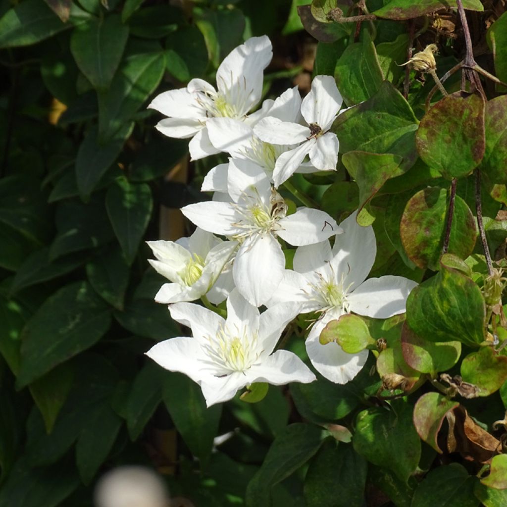 Clematis integrifolia Baby Star