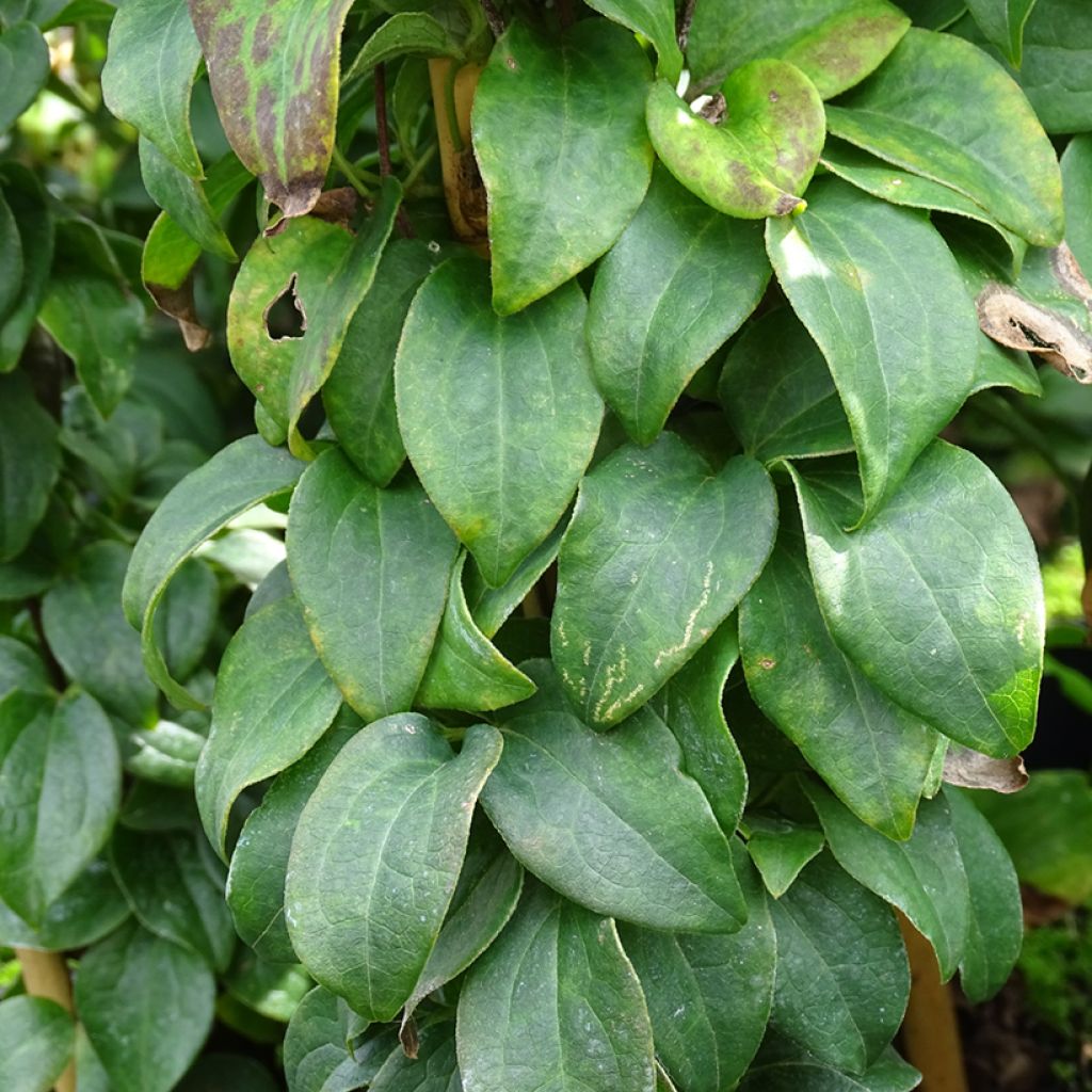 Clematis integrifolia Baby Star