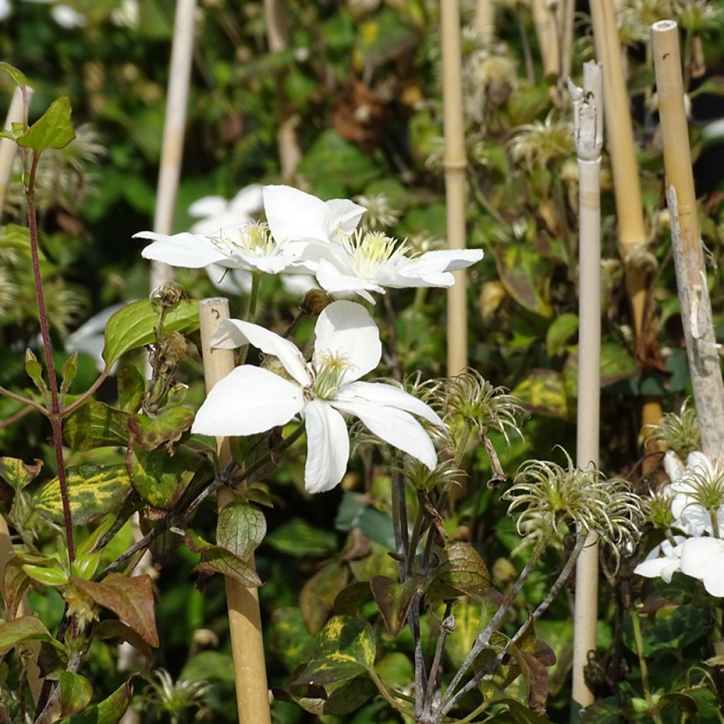 Clematis integrifolia Baby Star