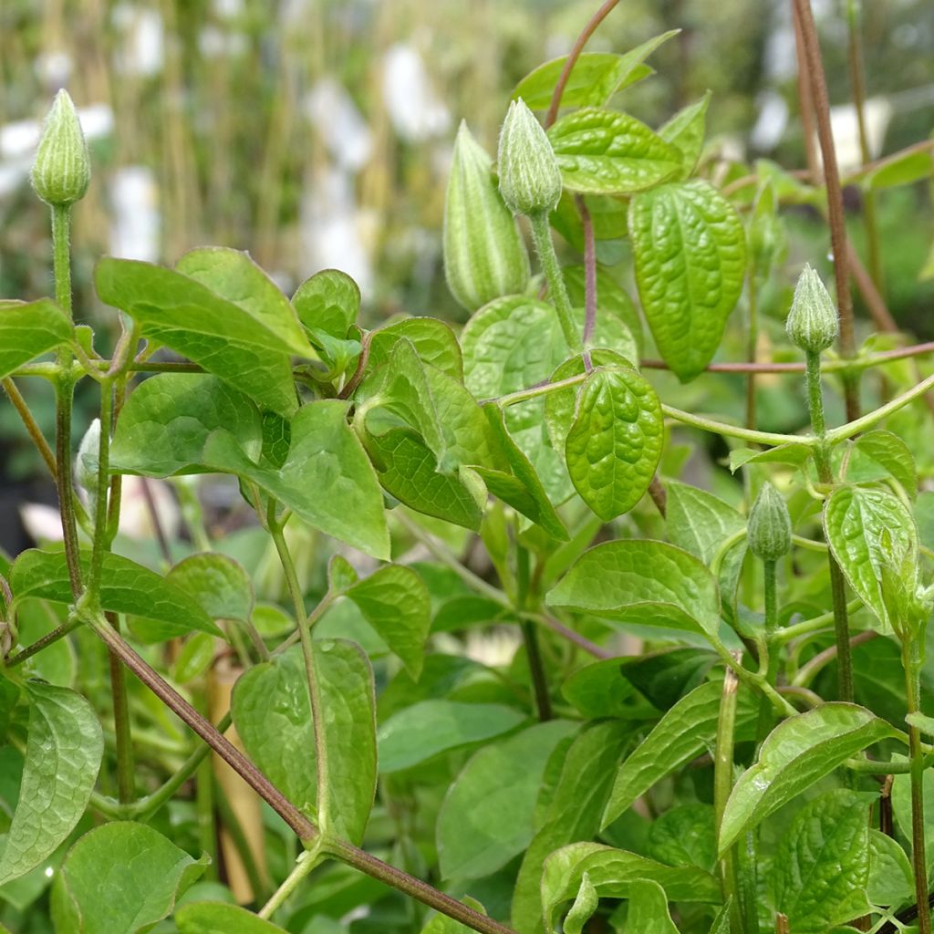 Clématite - Clematis Blue Light