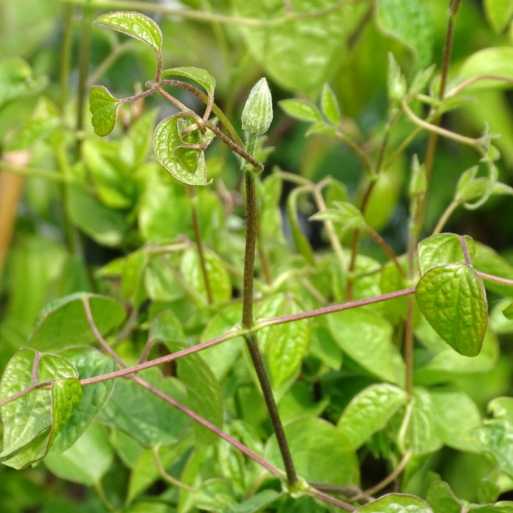 Clématite - Clematis Blue Light