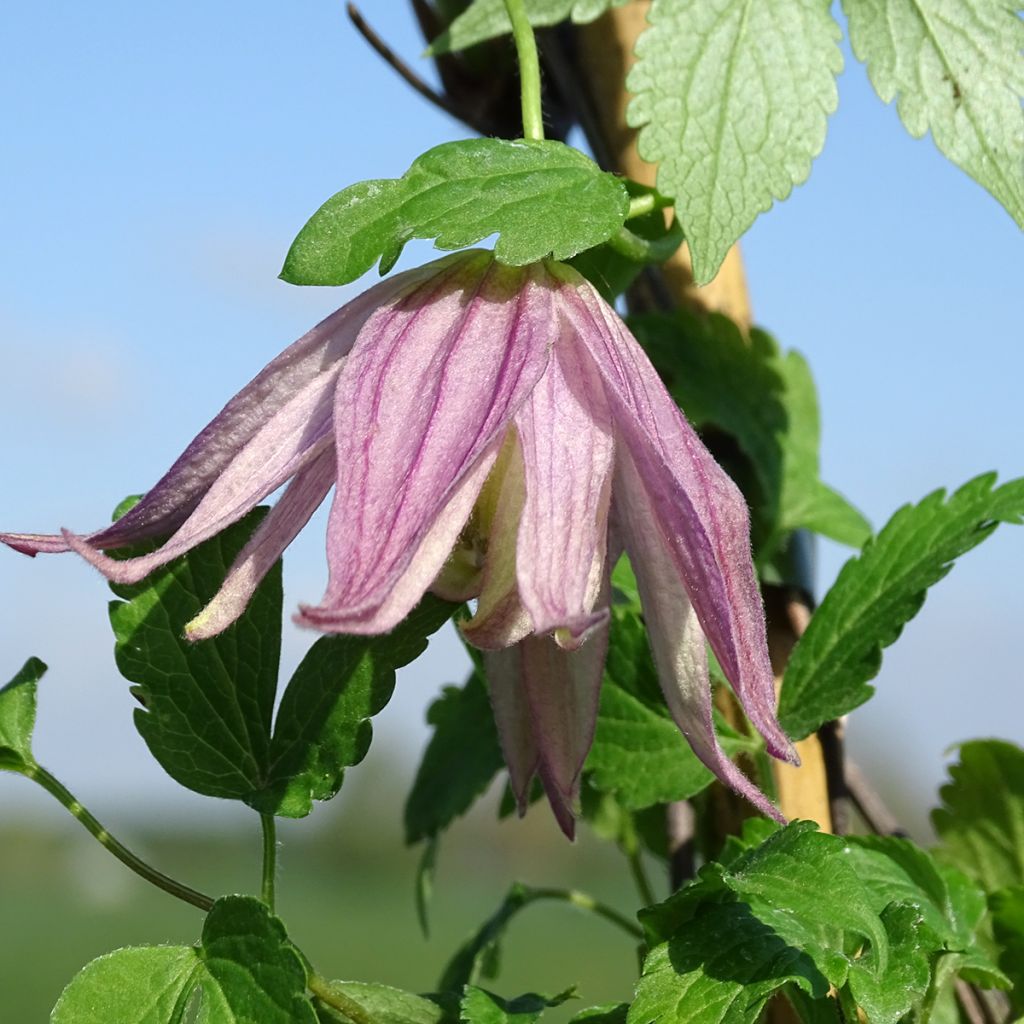 Clématite - Clematis Columella