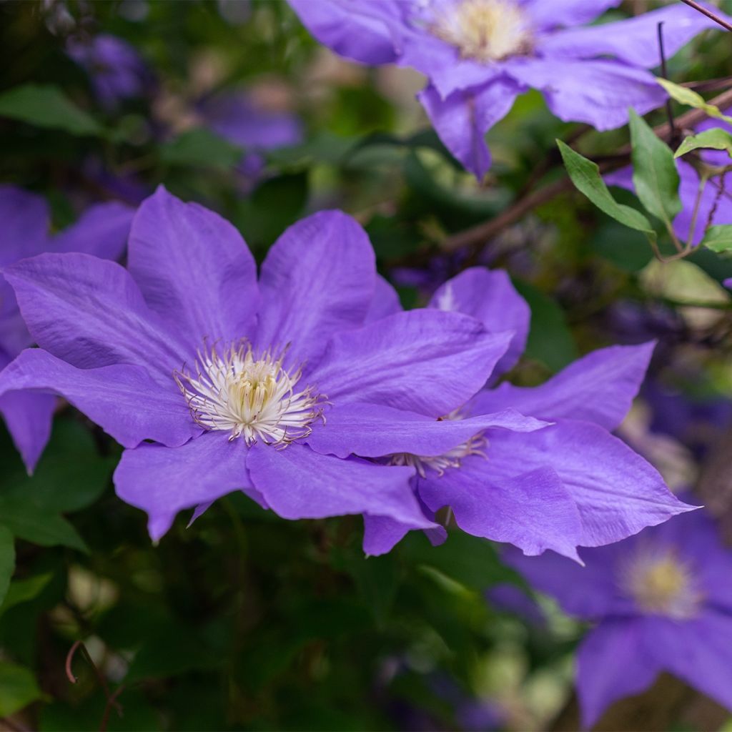 Clématite - Clematis Couronne Royale (= Haku Ookan)