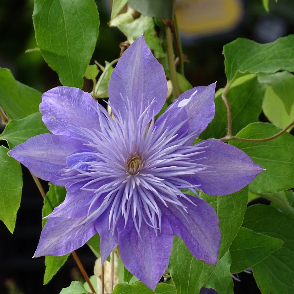 Clematis Crystal Fountain