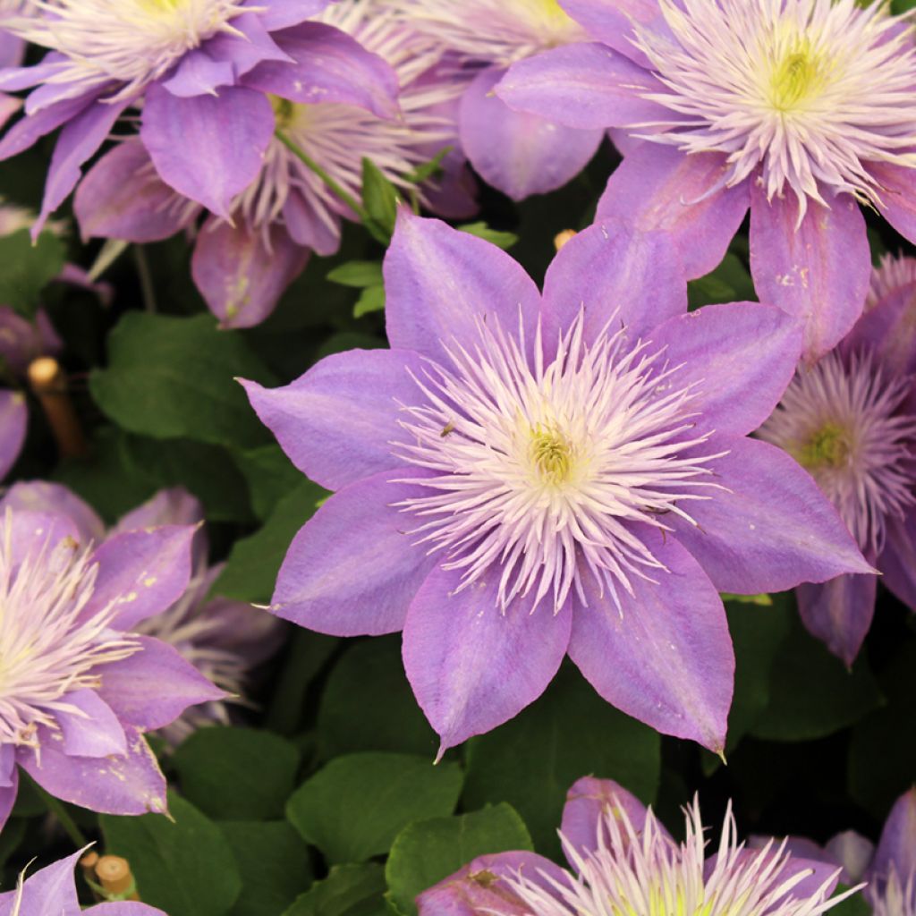 Clematis Crystal Fountain