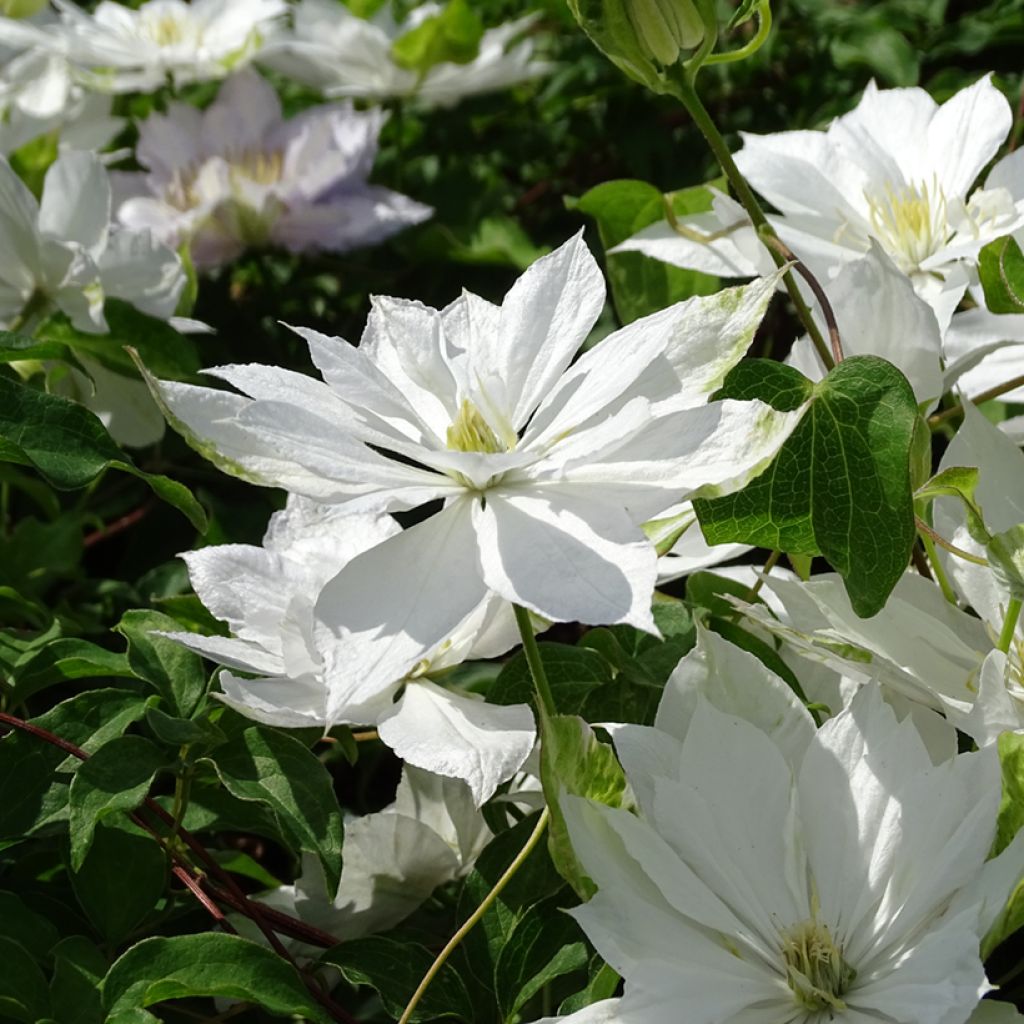 Clematis Dancing Dorien