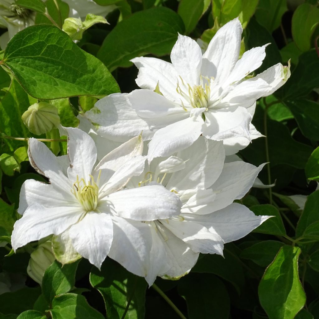 Clematis Dancing Dorien