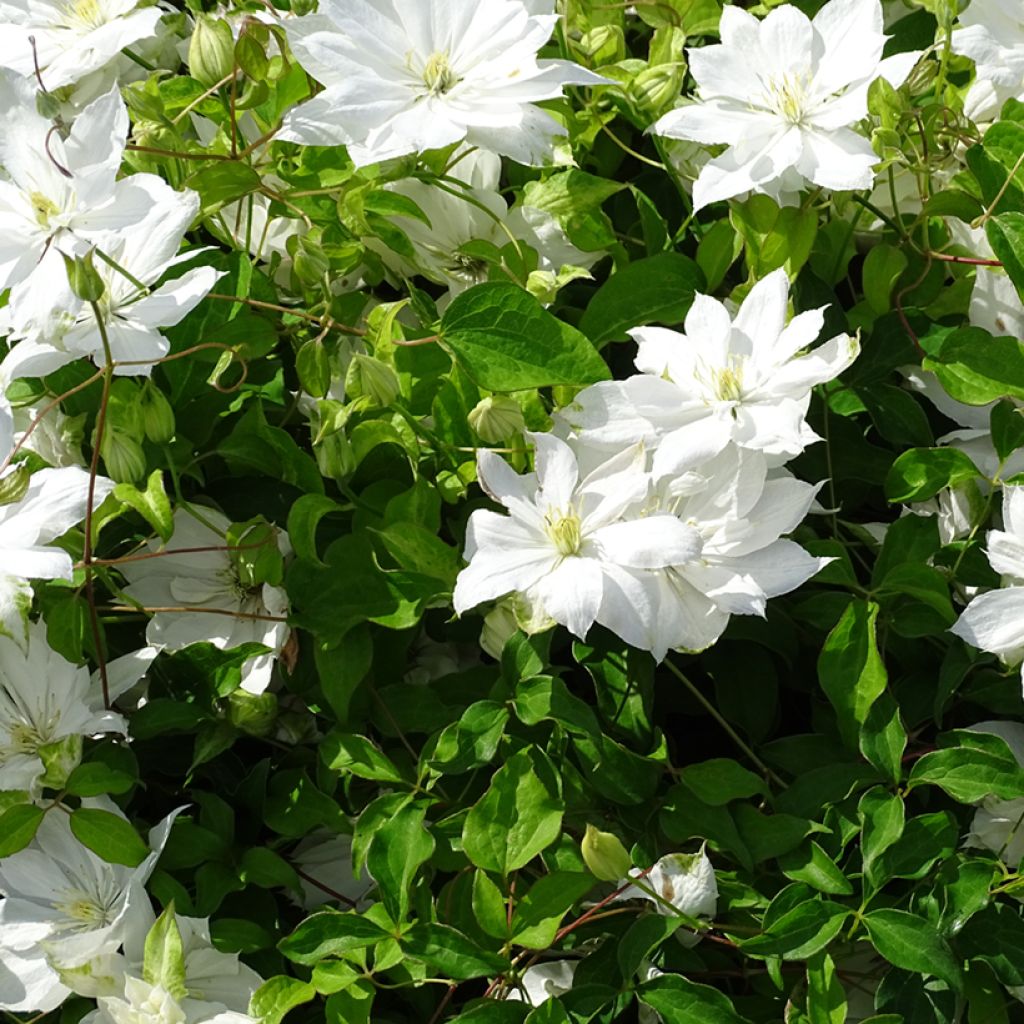 Clematis Dancing Dorien