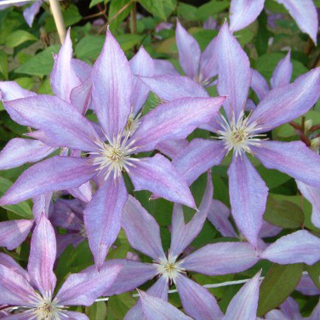 Clematis Dorothy Walton