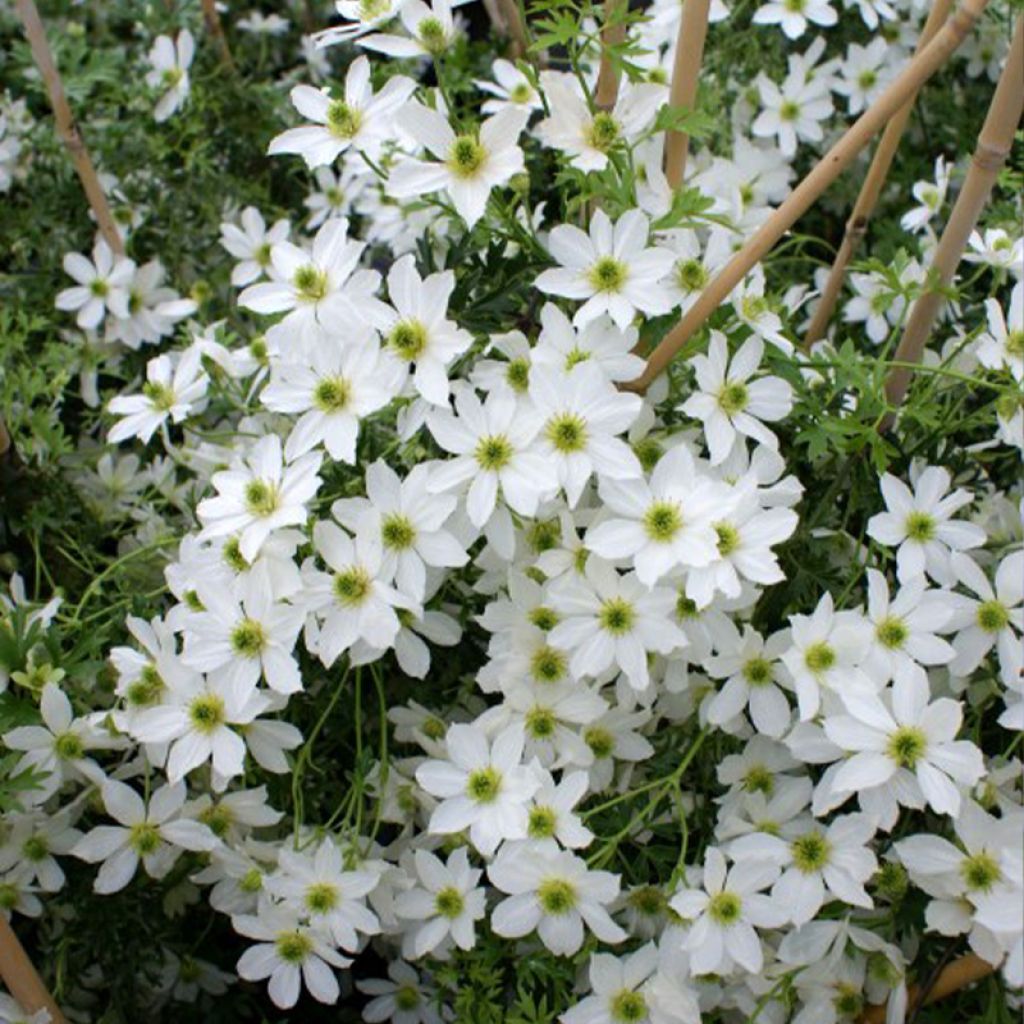 Clématite - Clematis Early Sensation