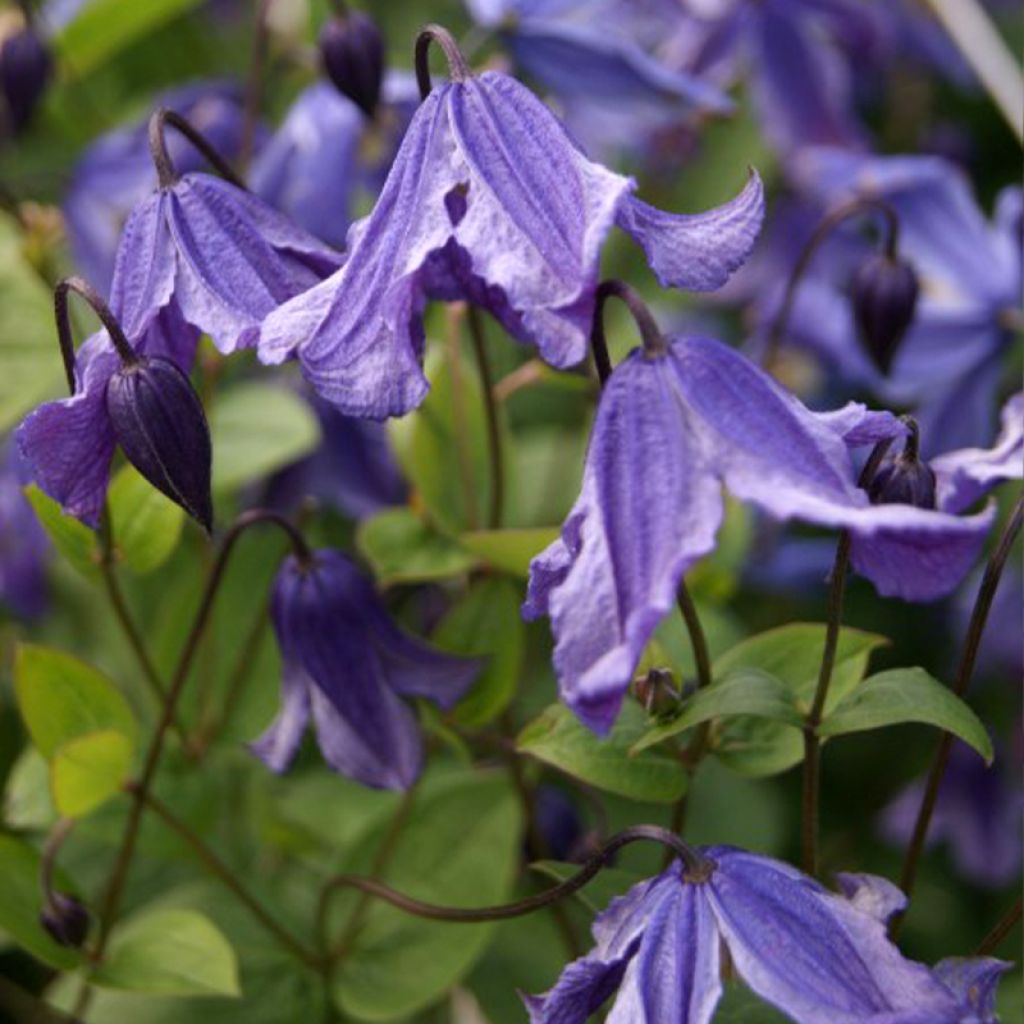 Clematis Eriostemon