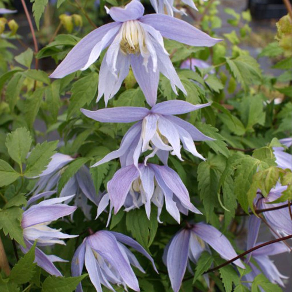 Clématite - Clematis Eximia