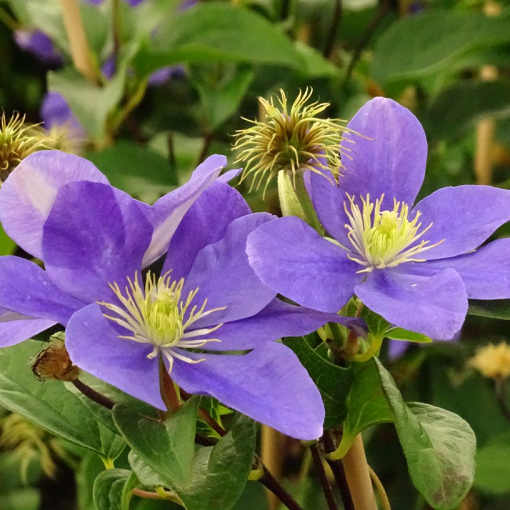 Clematis Fuji Musume