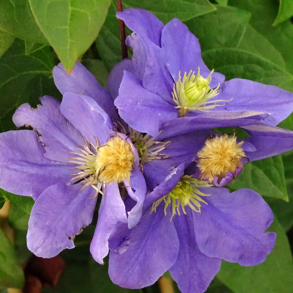 Clematis Fuji Musume