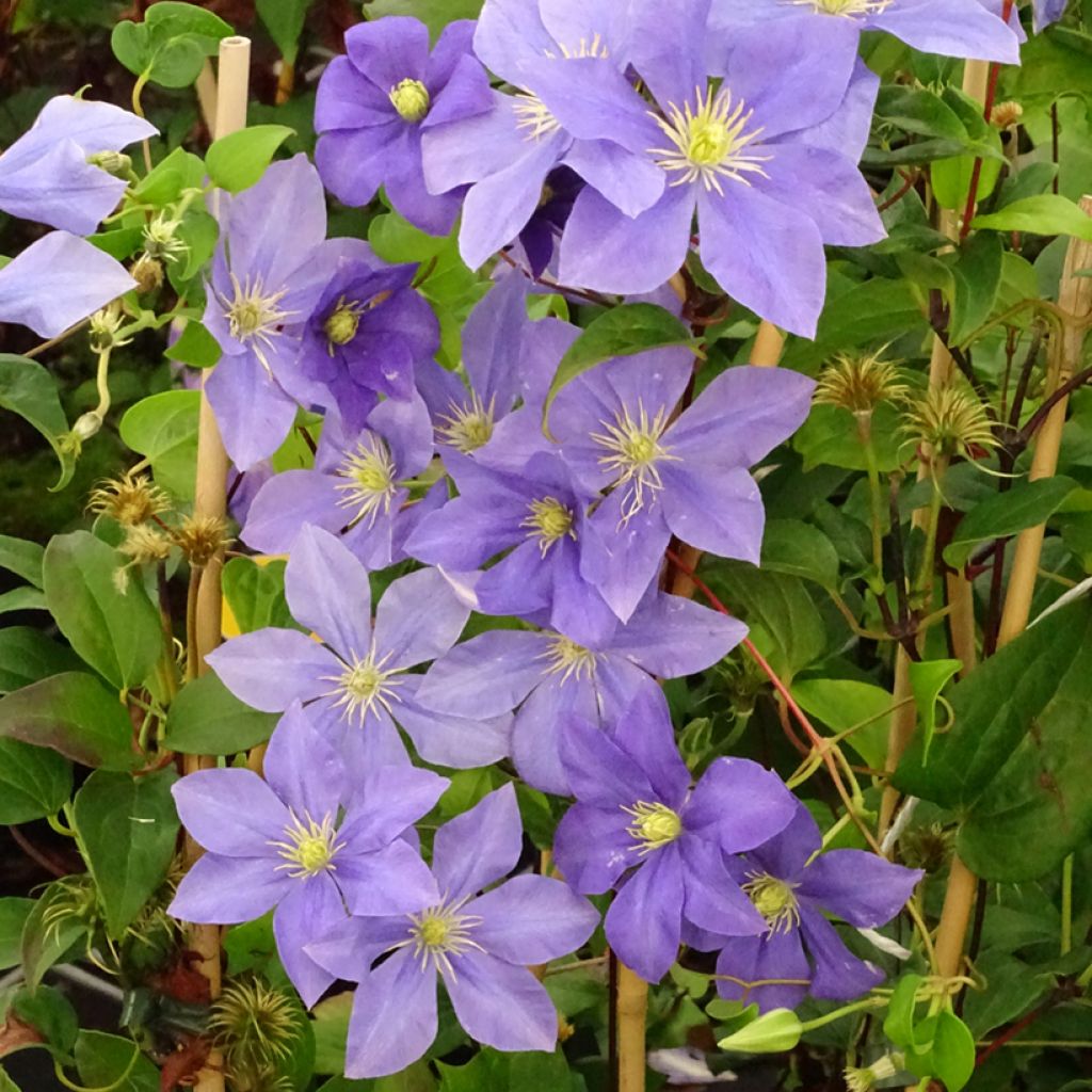 Clematis Fuji Musume