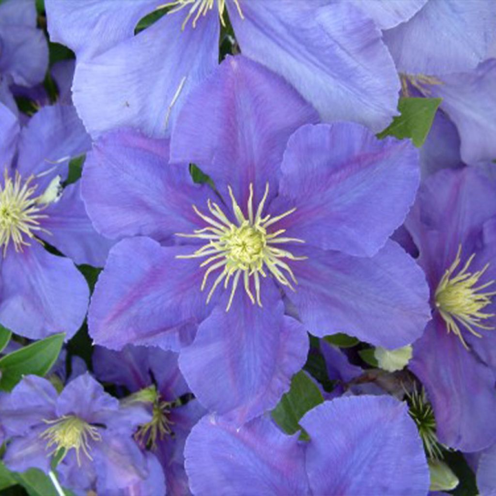 Clematis Général Sikorski