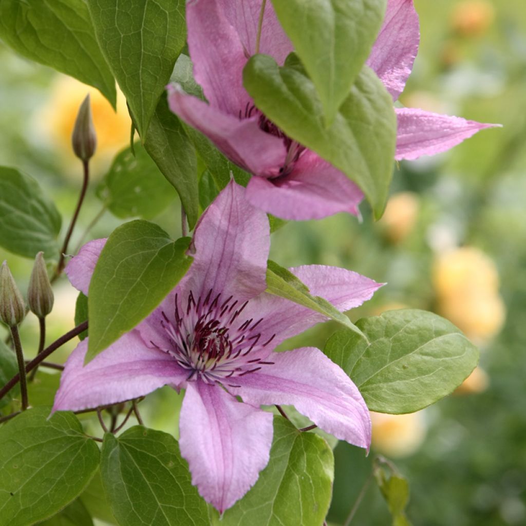 Clematis Hagley hybride