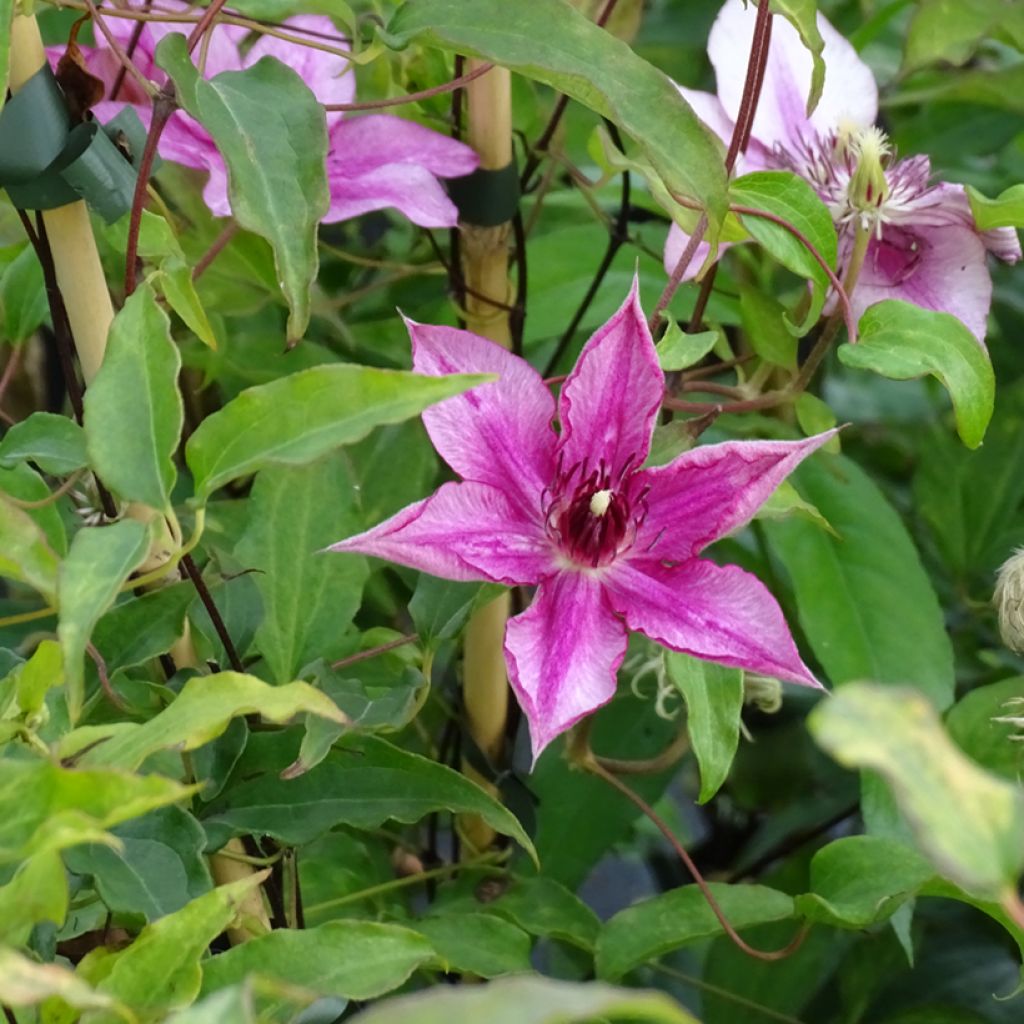 Clematis Isabella