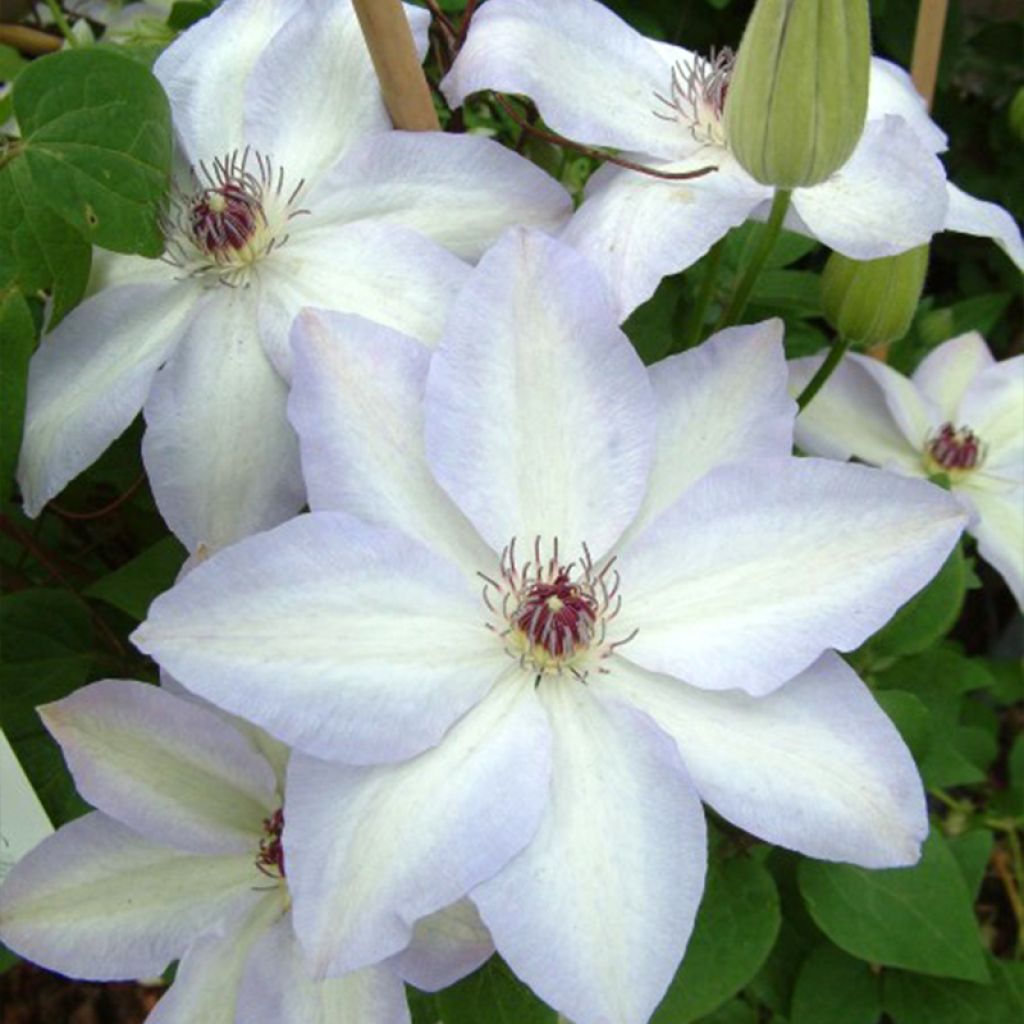 Clematis Ivan Olsson