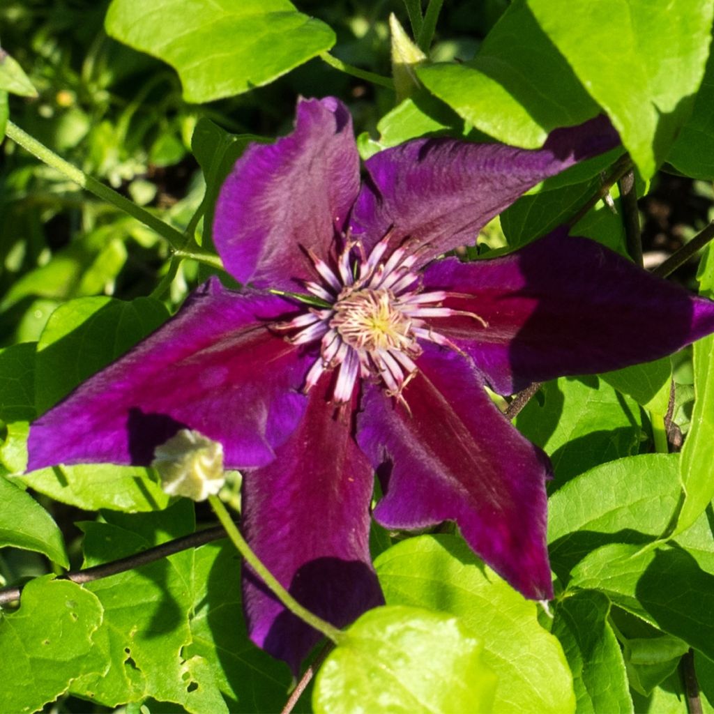 Clématite - Clematis Julka