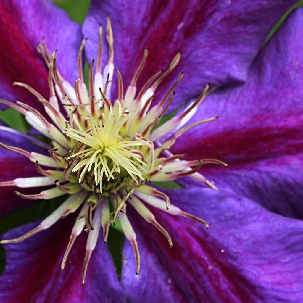 Clématite - Clematis Julka