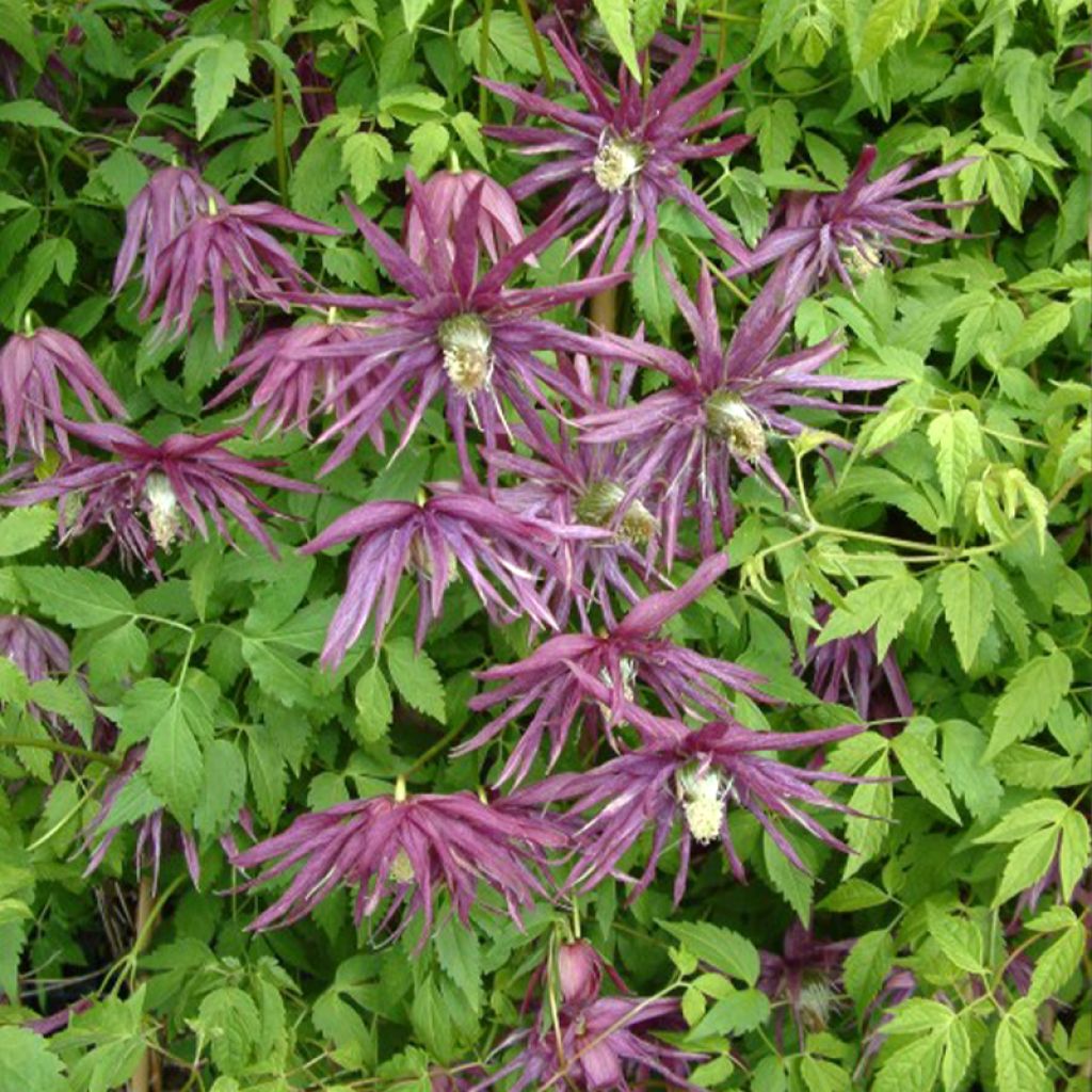 Clematis Octopus