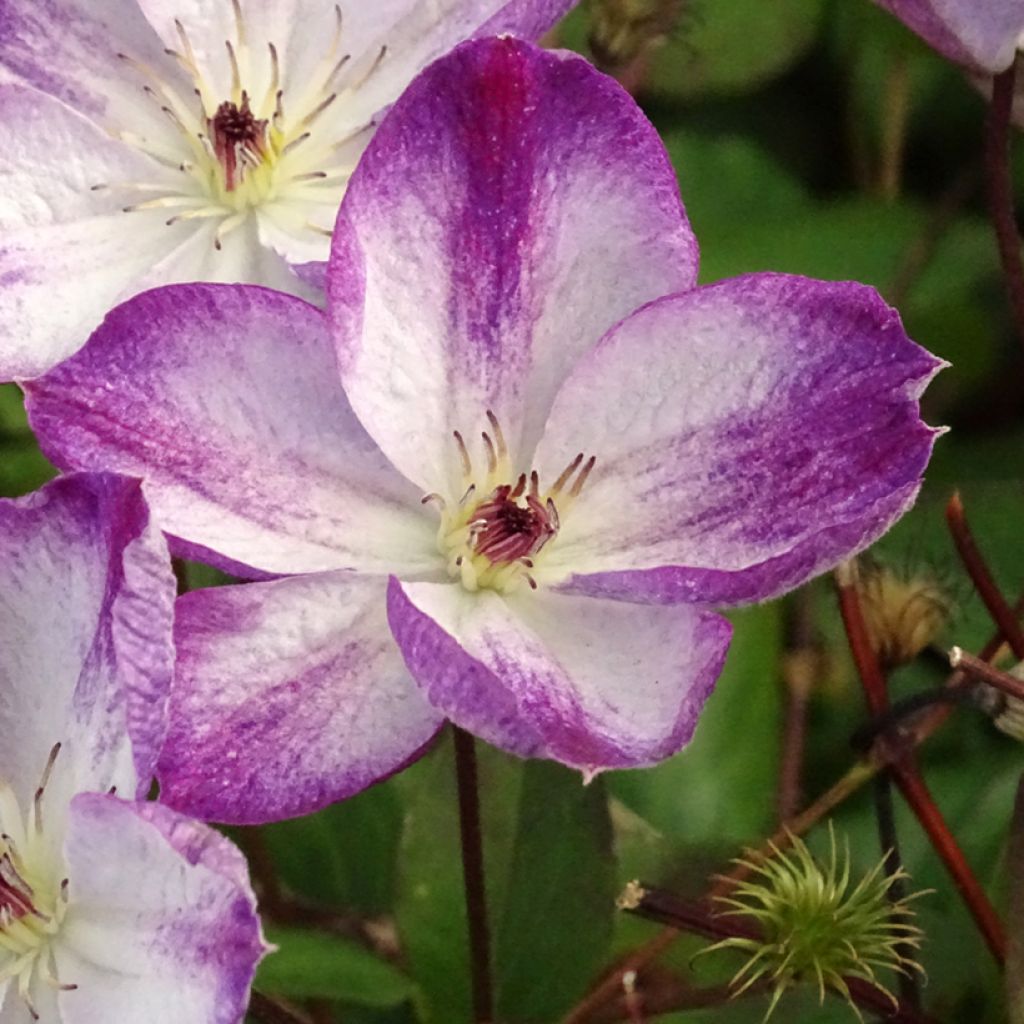 Clematis Pernille