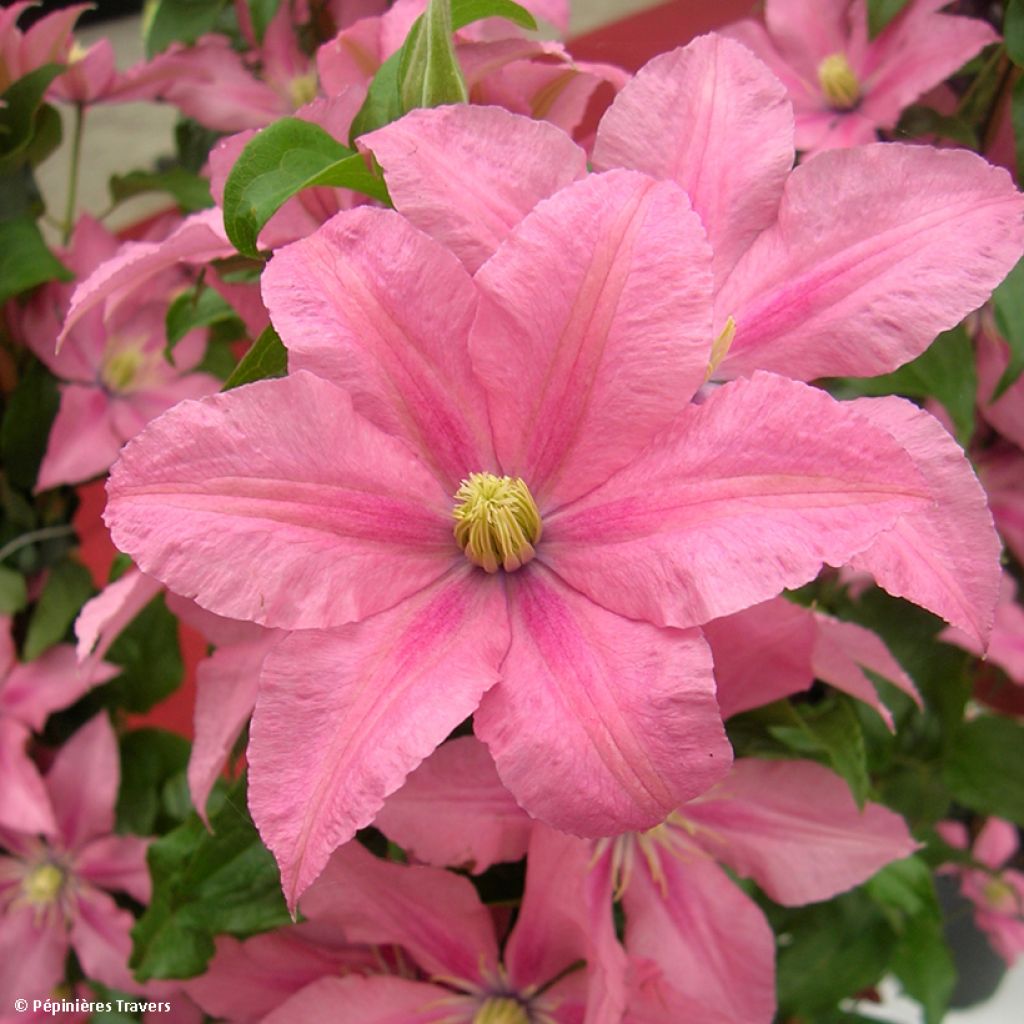 Clematis Rosamunde