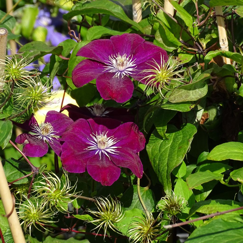 Clematis Rouge Cardinal