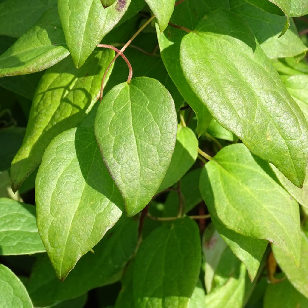 Clematis Rouge Cardinal