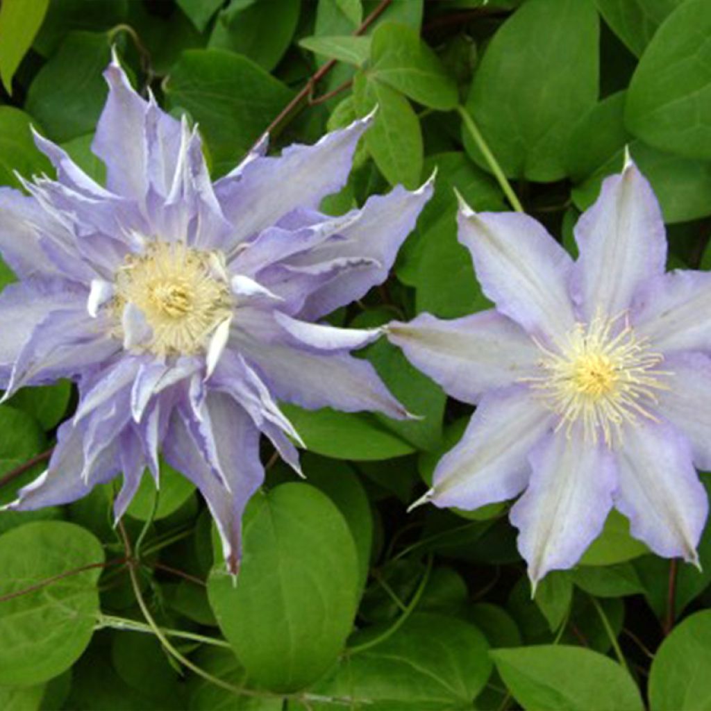 Clématite - Clematis Thyrislund