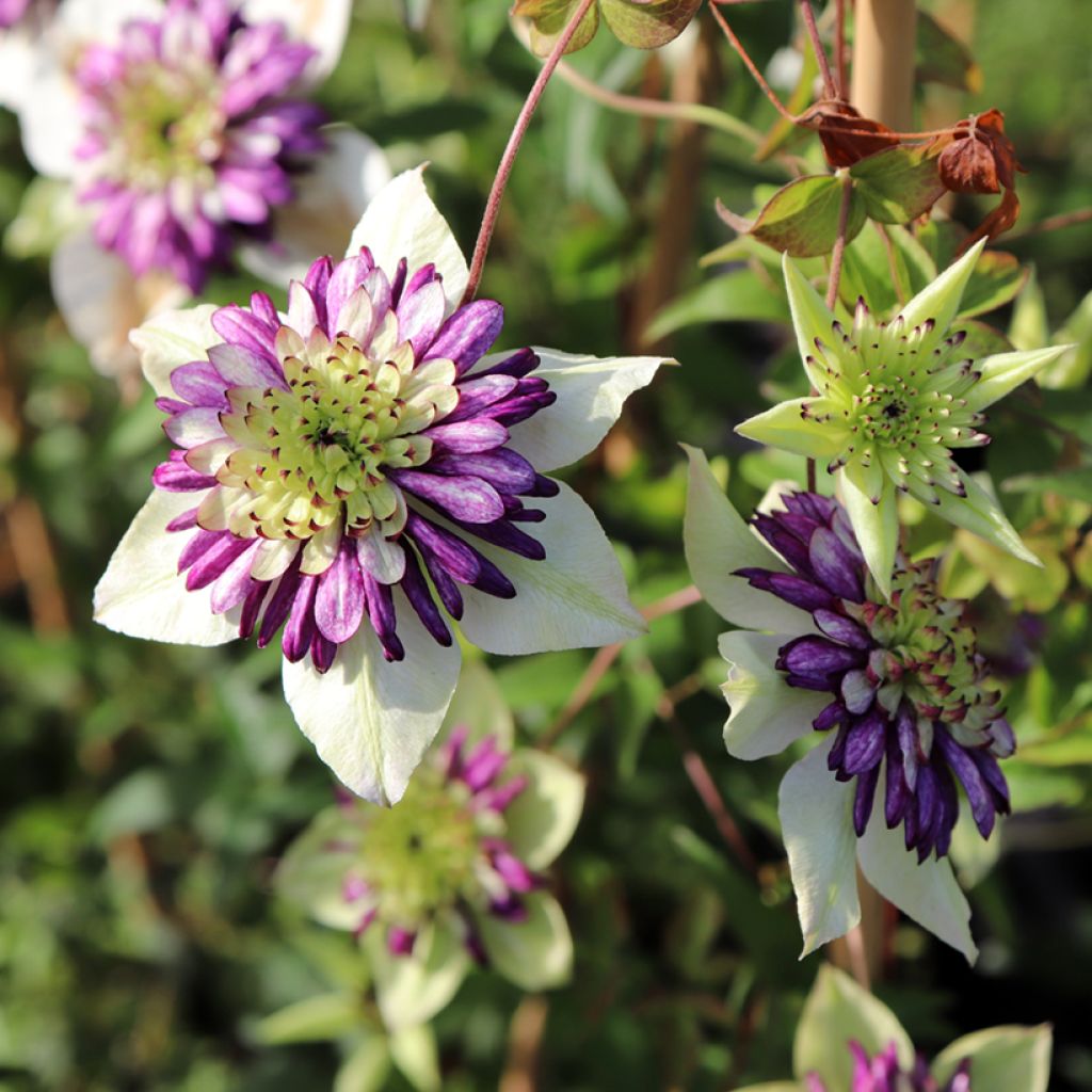 Clematis Viennetta