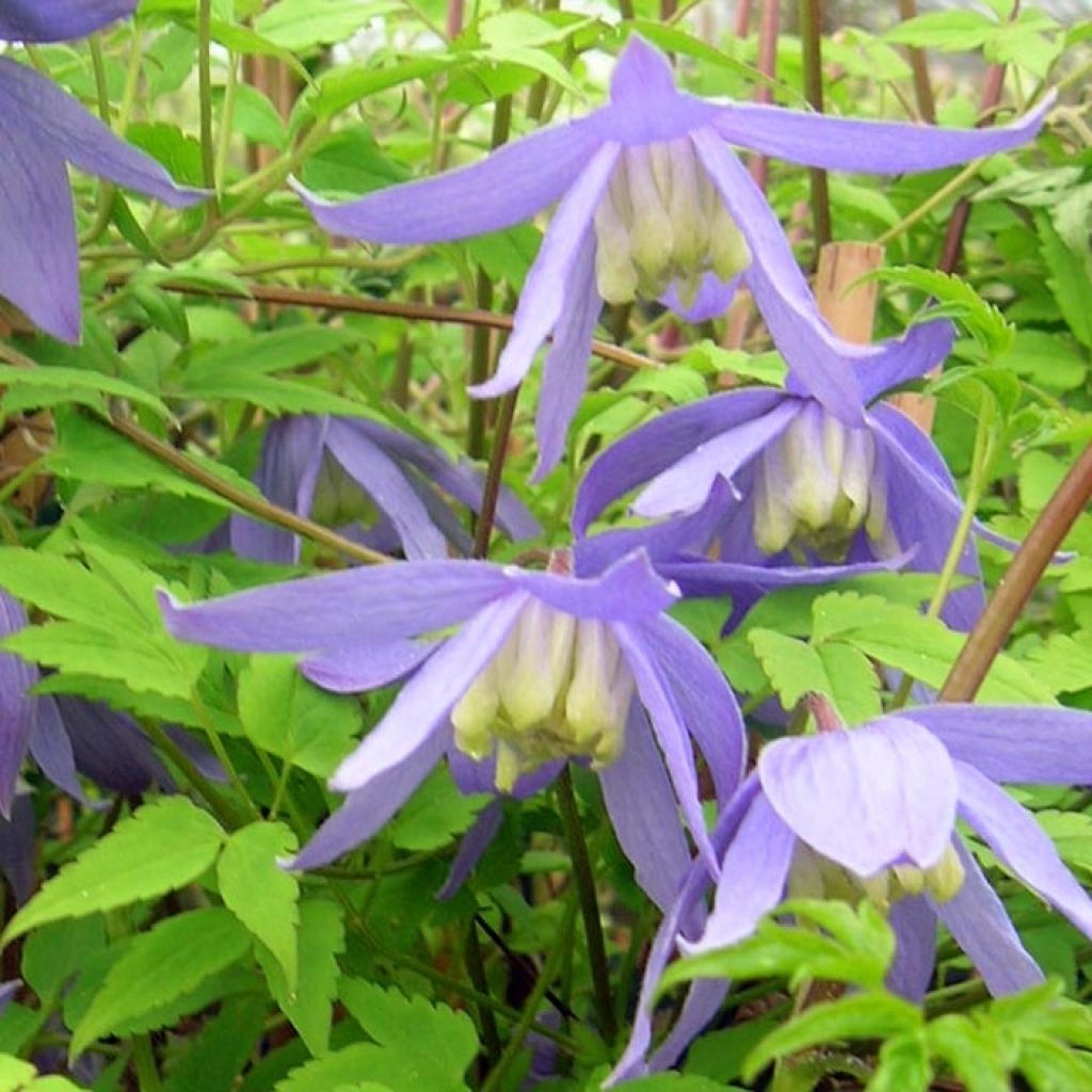 Clematis alpina