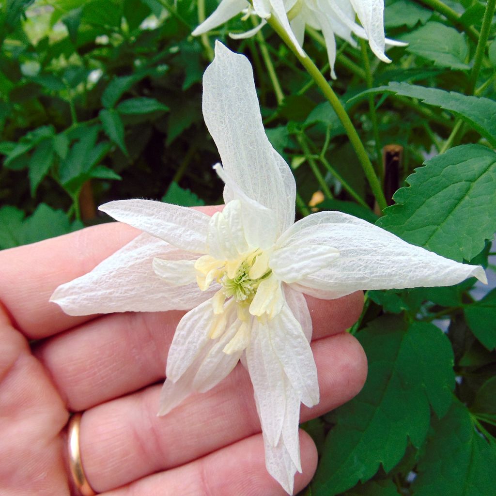 Clématite - Clematis alpina Albina Plena