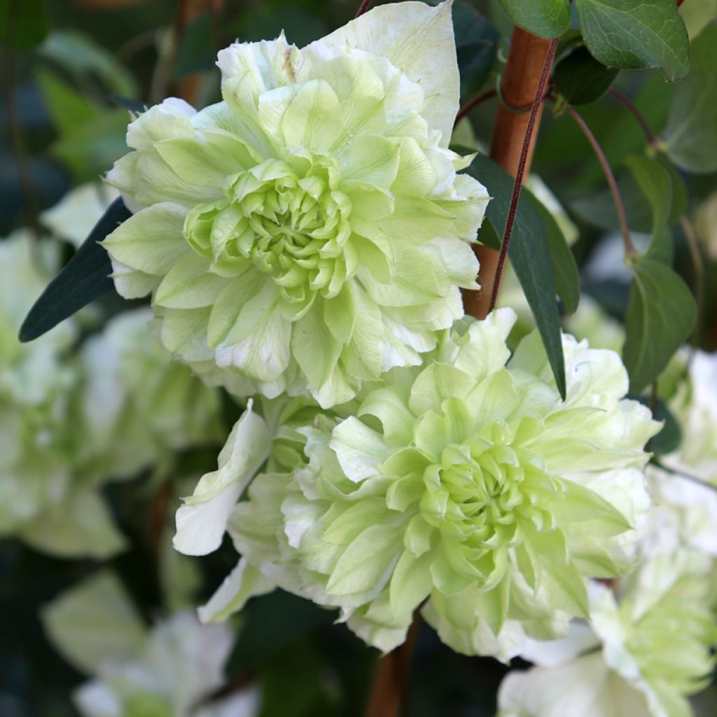 Clematis florida alba plena