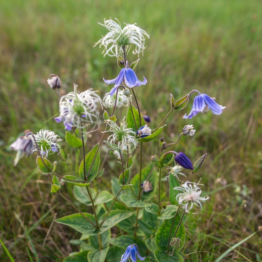 Clématite - Clematis integrifolia Baby Blue