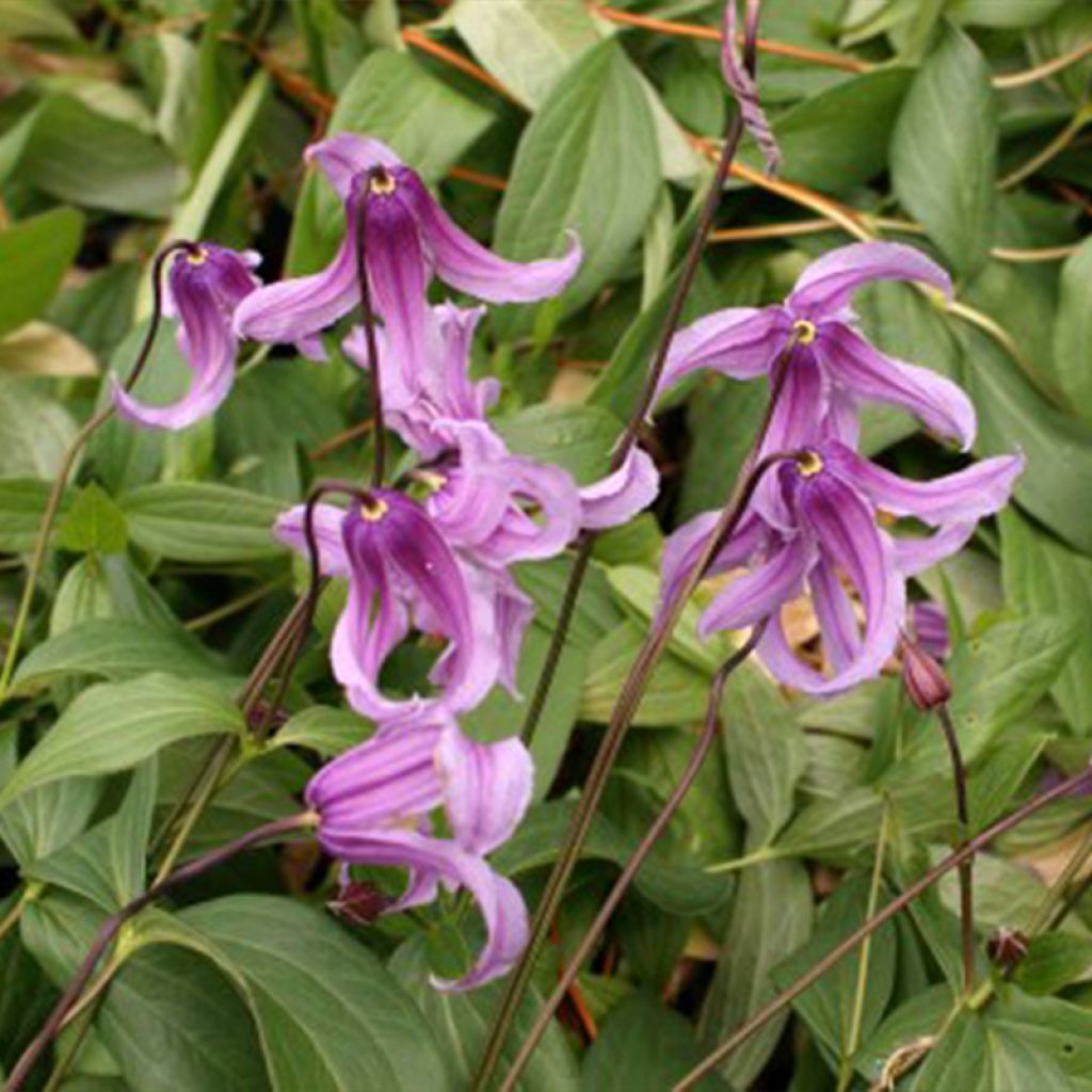 Clematis integrifolia Rosea