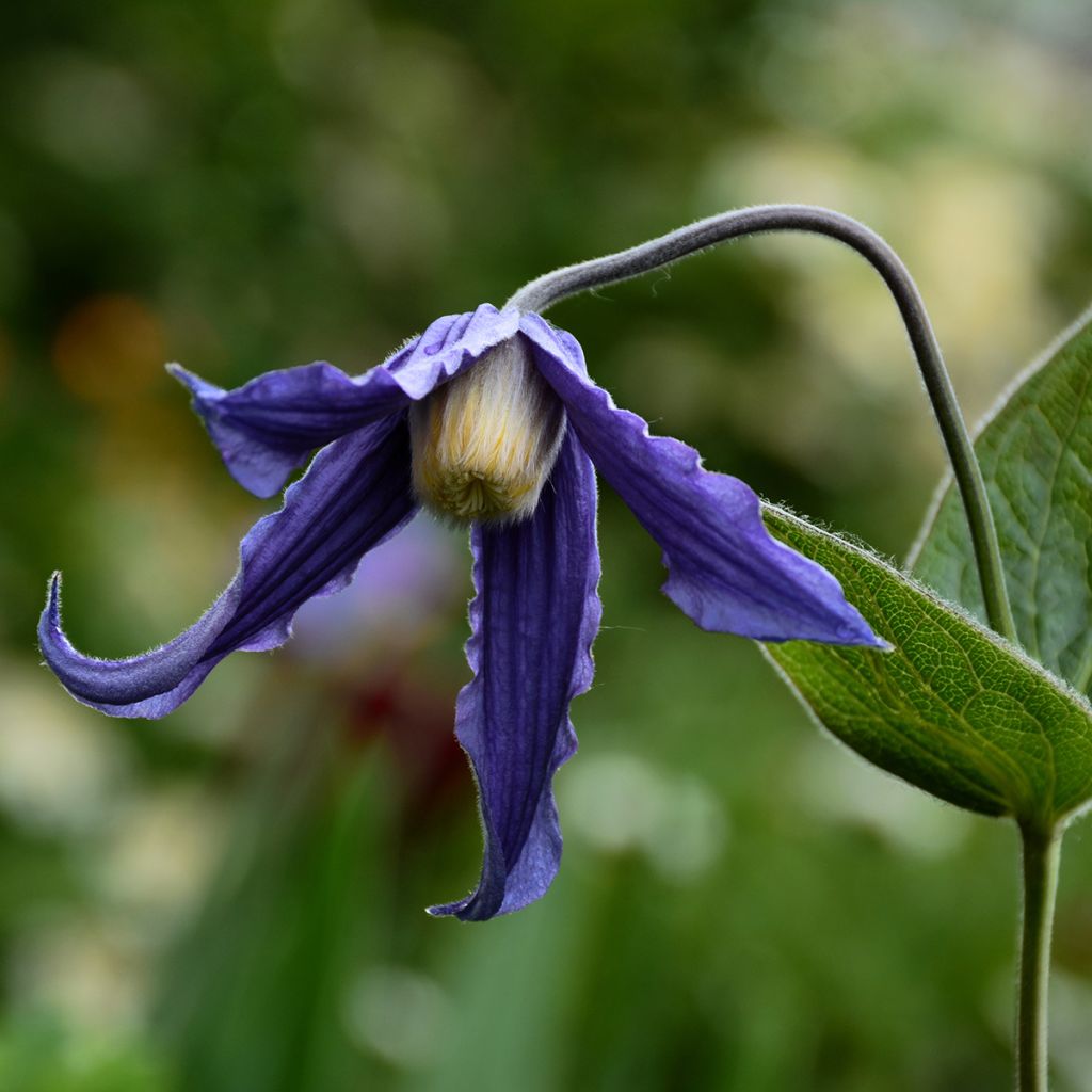 Clematis integrifolia - Clemátide