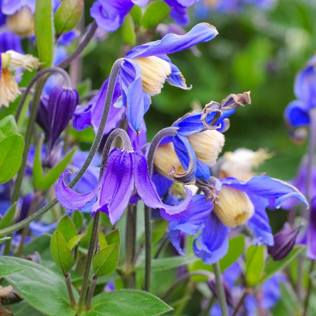 Clematis integrifolia - Clemátide