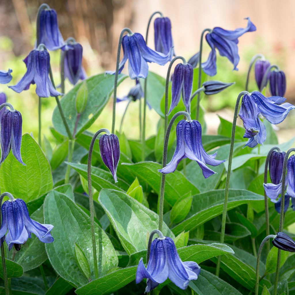 Clematis integrifolia - Clemátide