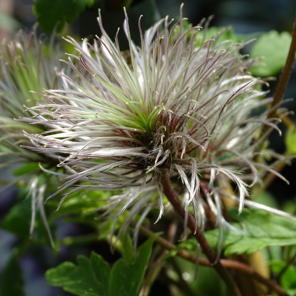 Clematis macropetala Markham's Pink