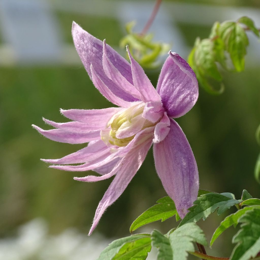 Clematis macropetala Markham's Pink