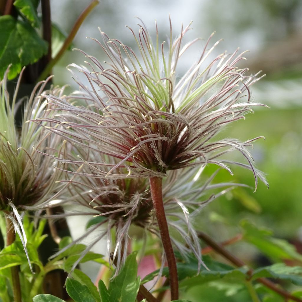 Clématite - Clematis macropetala Markham's Pink