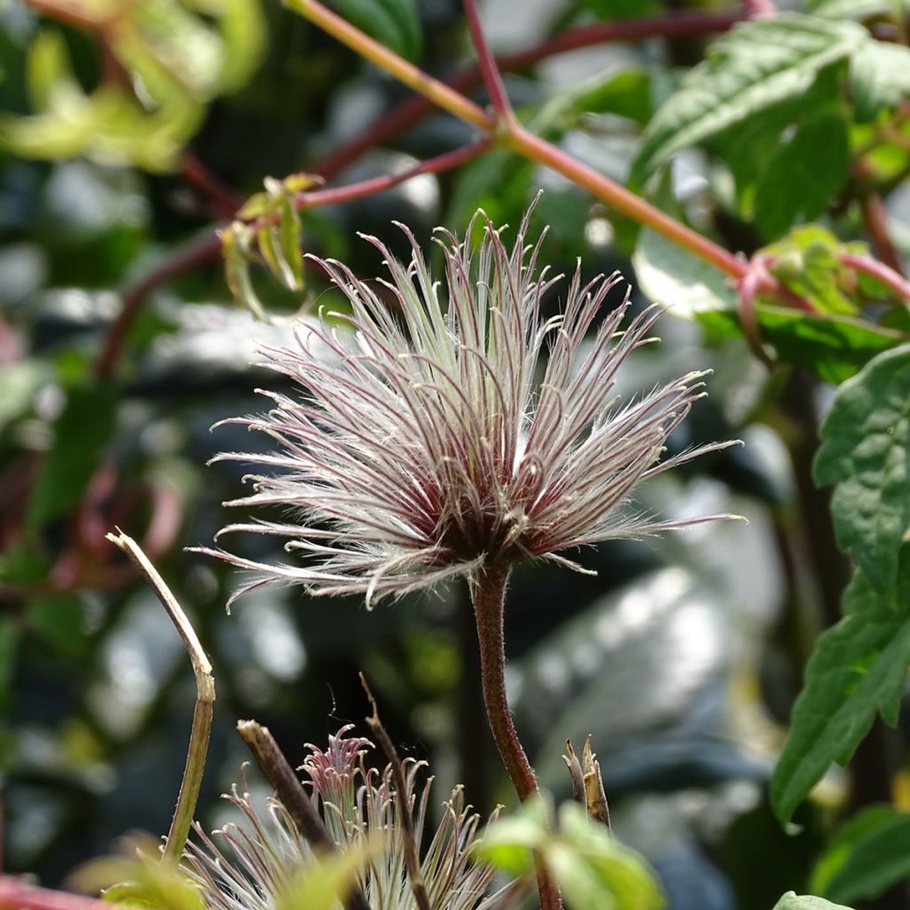 Clematis macropetala Markham's Pink