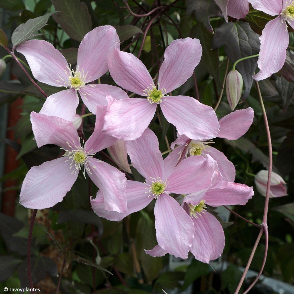 Clematis montana Elizabeth