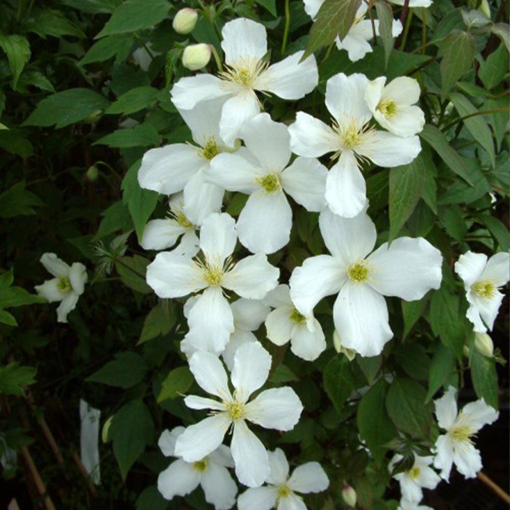 Clématite - Clematis montana Grandiflora