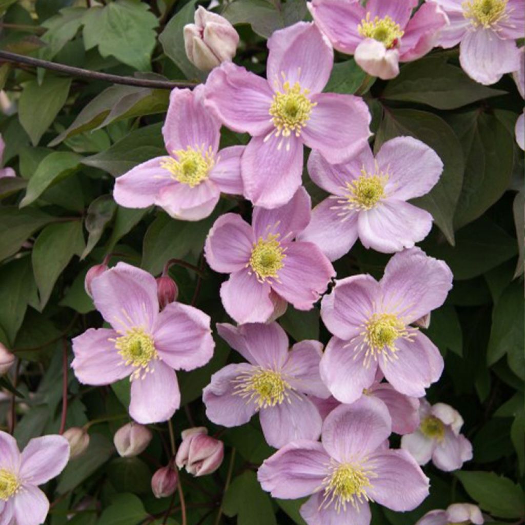 Clématite - Clematis montana Sans Soucis