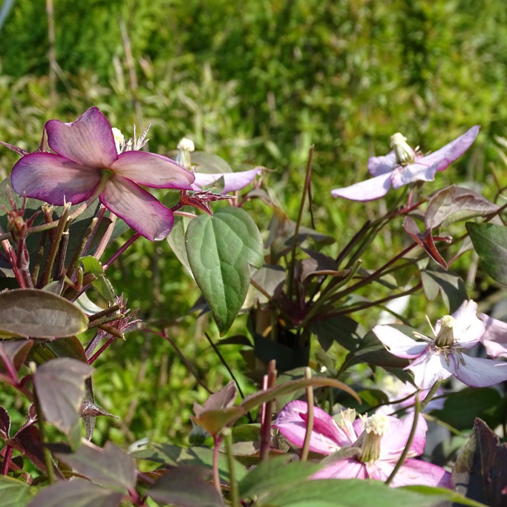 Clématite - Clematis montana Van Gogh